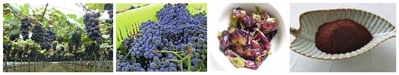 grape skin extract powder.jpg